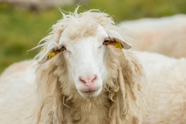 羊肖像 — 图库照片