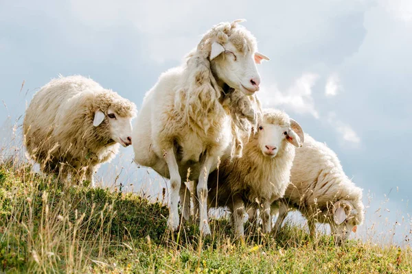 Sheep in the mountains — Stock Photo, Image