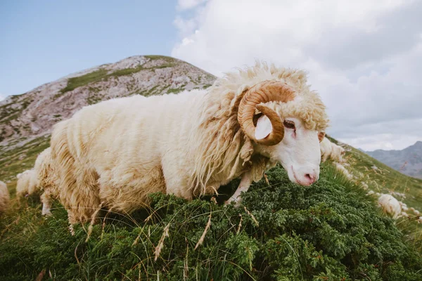 Mountain sheep — Stock Photo, Image