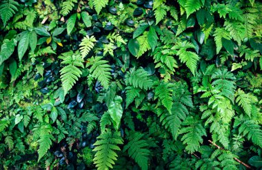 eğreltiotu arka planında doğa ıslak yeşil