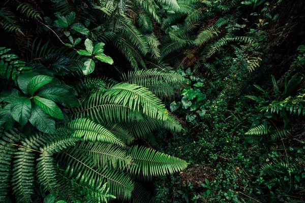 Blader av tropiske blader i jungelen – stockfoto