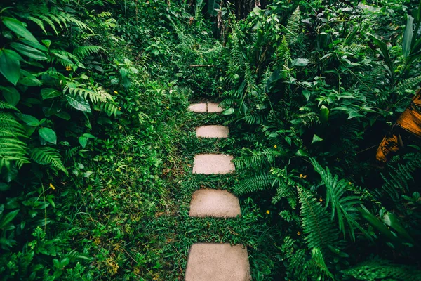 Dichter tropischer Garten — Stockfoto