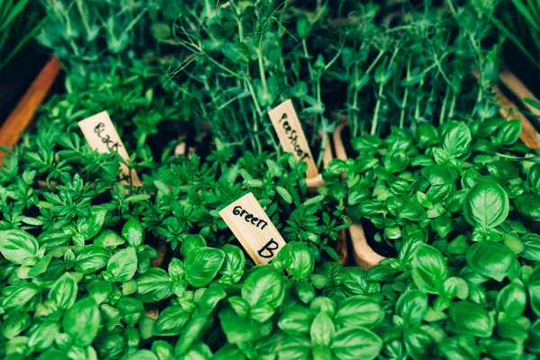 Microgreens para alimentos — Foto de Stock