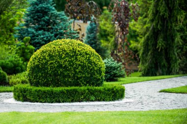 Boxwood çalı süsleme bahçe tasarımı
