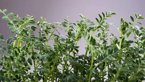 Green sprouts background — Stock Photo, Image