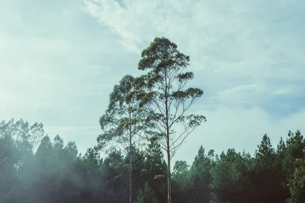 ユーカリの木 — ストック写真