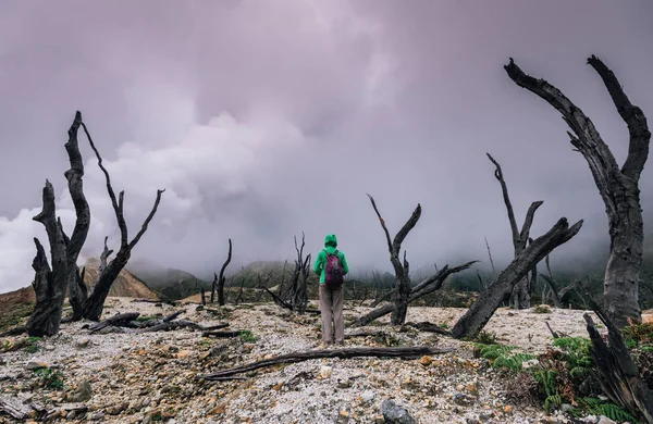 Bränd skog och rök — Stockfoto