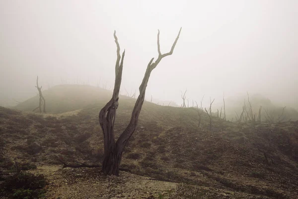Bränd död skog — Stockfoto