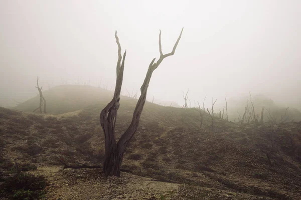 Burnt dead forest — Stock Photo, Image