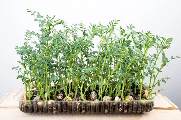 Semenáčci fazolí microgreen — Stock fotografie
