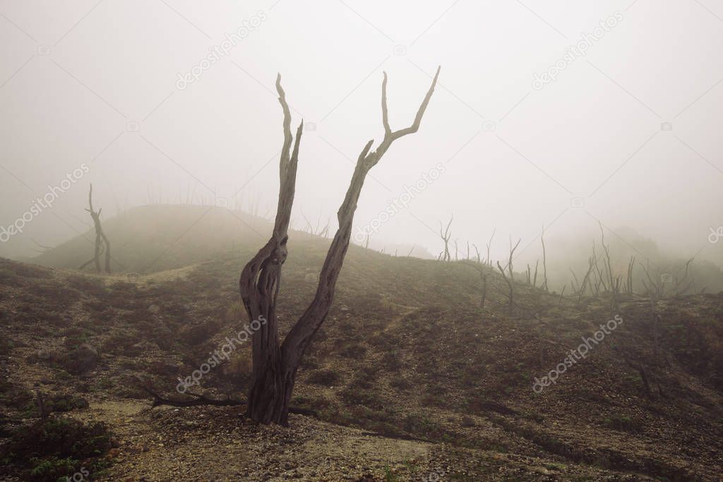 burnt dead forest