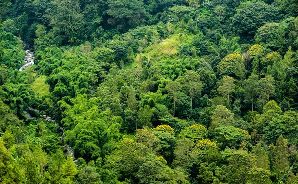 Jungle luchtfoto — Stockfoto