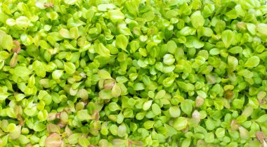 taze yeşil organik bitki filizleniyor.