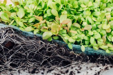 young seedling plants microgreen vegetable 
