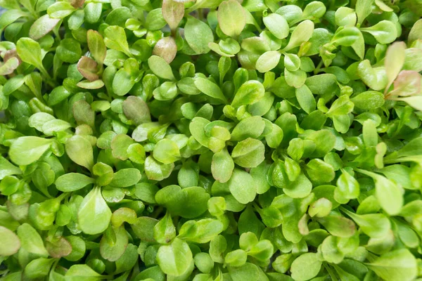 Raw Green Ekologiska sallader Microgreens — Stockfoto