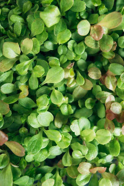 Growing organic microgreen plant — Stock Photo, Image