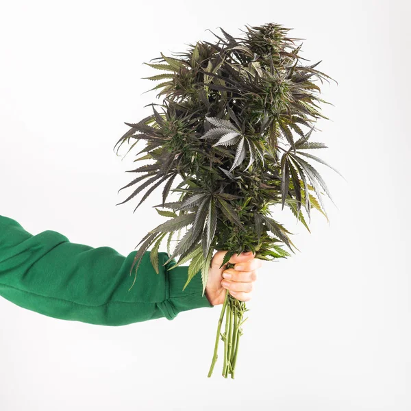 Marihuana-Strauß in der Hand — Stockfoto