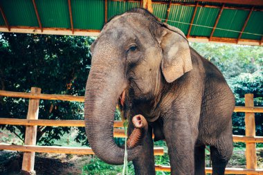 Tayland 'daki doğal parktaki fil