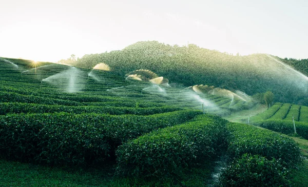 Irrigação da plantação de chá — Fotografia de Stock