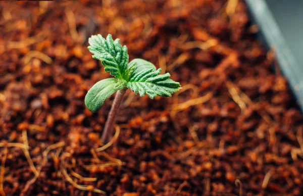 Primeiras folhas de planta de maconha em um pote — Fotografia de Stock