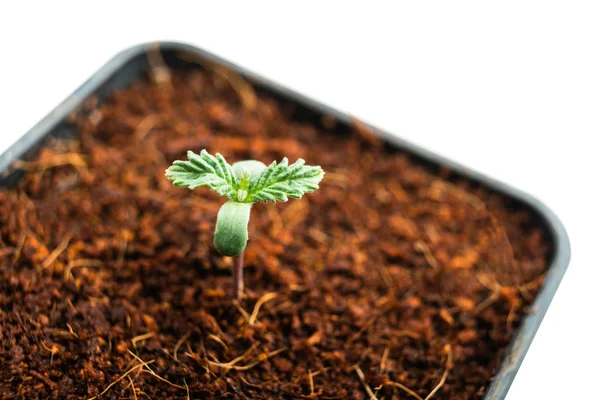 Cultivar cannabis a partir de sementes de cânhamo feminizado — Fotografia de Stock