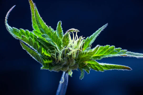 Cannabis marijuana flowers in medicine — Stok fotoğraf
