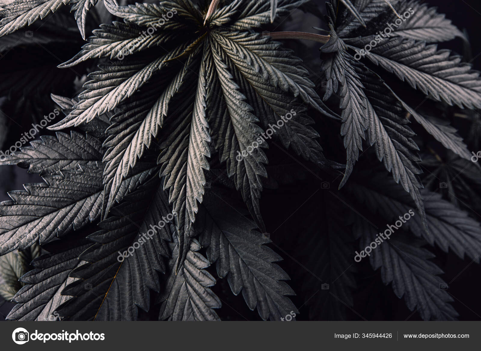 Hojas Color Azul Oscuro Plantas Marihuana Fondo Creativo Fondo Pantalla —  Foto de stock #345944426 © Yarygin, image size:1600x1168
