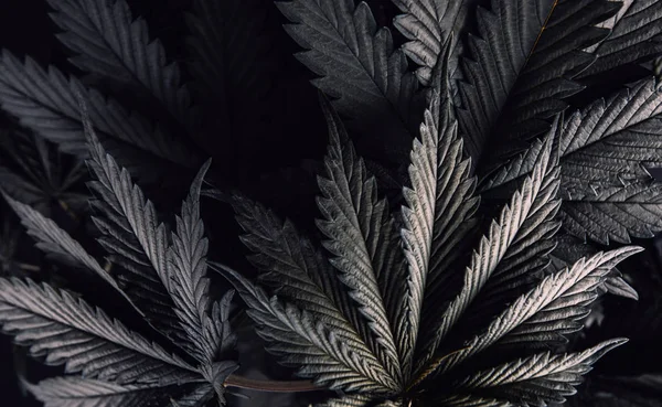 Sötét Levelek Marihuána Növények Kreatív Tapéta Orvosi Cannabis — Stock Fotó
