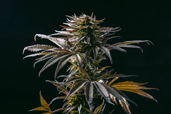 Medicinsk Marijuana Svart Bakgrund Odla Cannabis — Stockfoto
