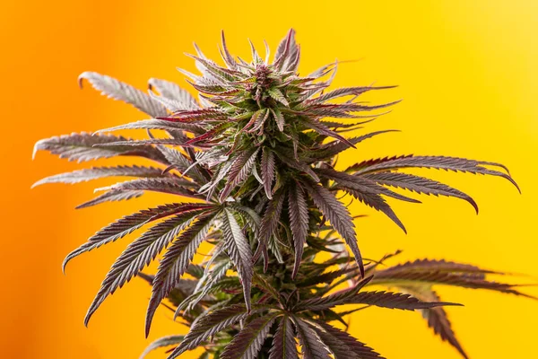 Maconha Fundo Amarelo Brilhante Planta Cannabis Medicinal — Fotografia de Stock