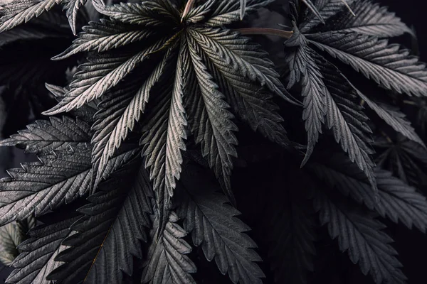 листья похожие на марихуану