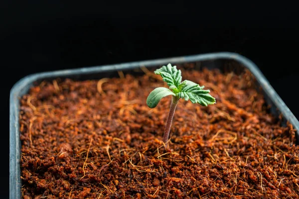 大麻の鉢植えの苗マリファナ栽培家庭栽培 — ストック写真