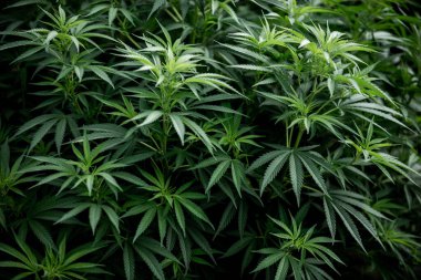 Arka bahçede esrar bitkisi, tıbbi marihuana, kenevir yaprağından yeşil yapraklar. 