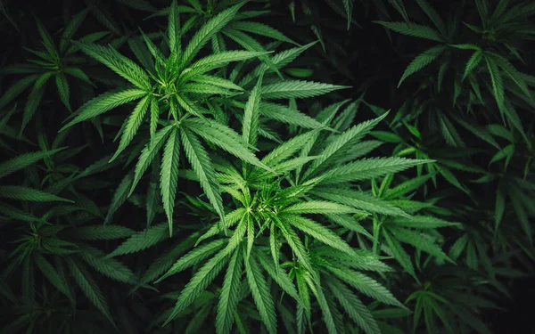 Cannabis Marihuana Blatt Hintergrund Sativa Indica Hybriden Therapeutische Profile Von — Stockfoto