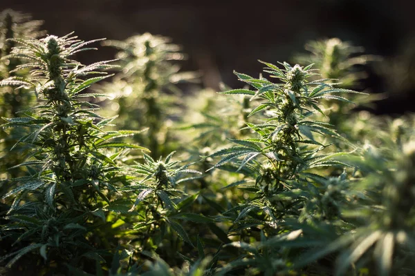 Marihuana Plantage Cannabis Farm Freien — Stockfoto