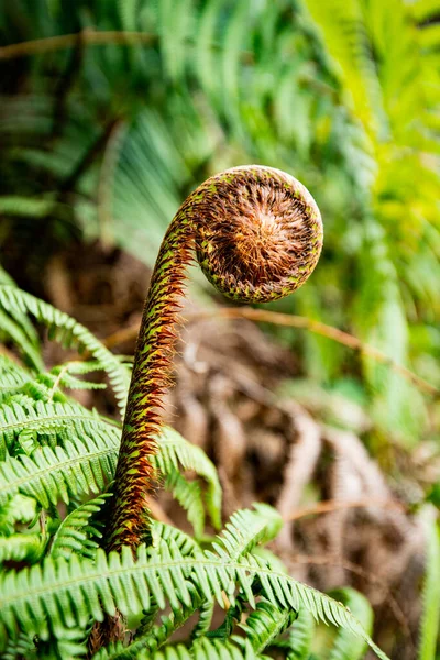 Amazing Fibonacci Numbers Nature Amazing Green Fern Swirl Plant — Stock Photo, Image