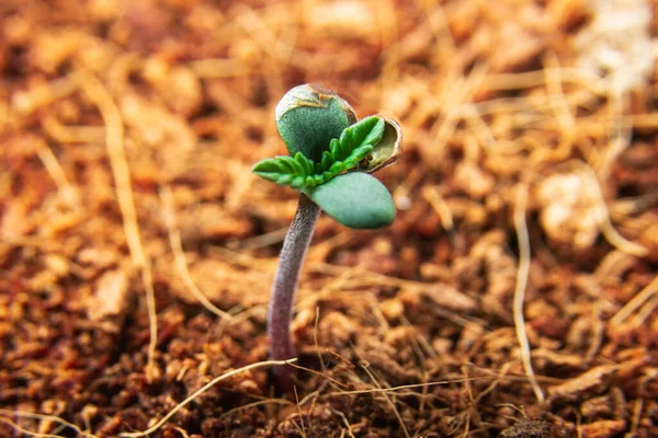 大麻種子植物への発芽 — ストック写真