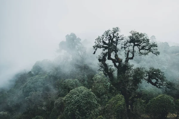霧深い山の風景 シンガポール国立公園 — ストック写真