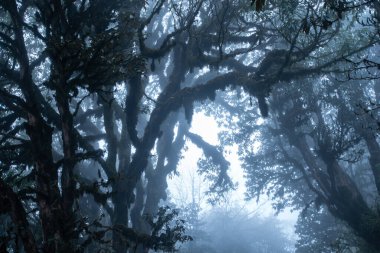 Güzel sisli gece ormanı, gizemli ve sessiz, gizemli yosunlu dallar, manzaralı manzara