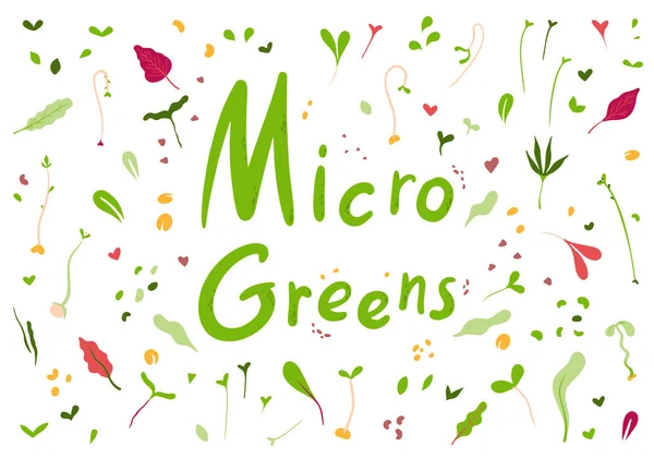 Microgreens Babygreens Fresh Microgreens Een Witte Achtergrond — Stockvector