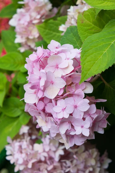 Closeup of pink hydrangea (Hydrangea macrophylla)