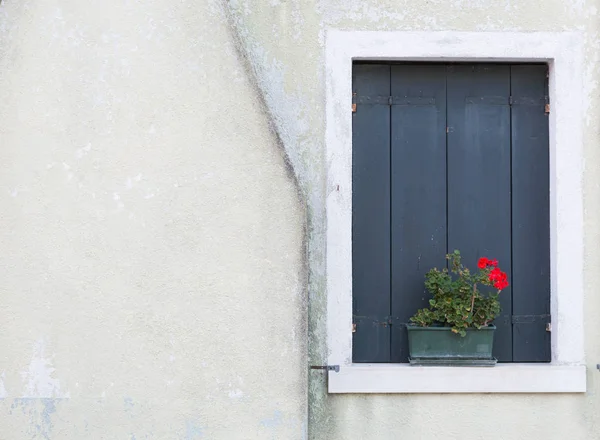Window shutters closed and flower on white wall, Burano, Venice