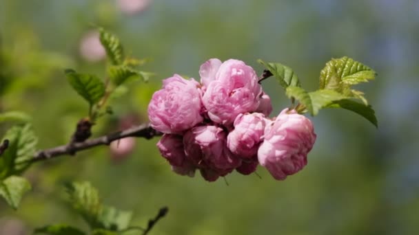 růžové květiny close-up Sakura