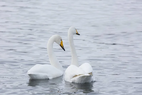 Two swans swim in the lake