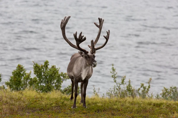 Deer with beautiful horns stands on the banks of the river, Norway