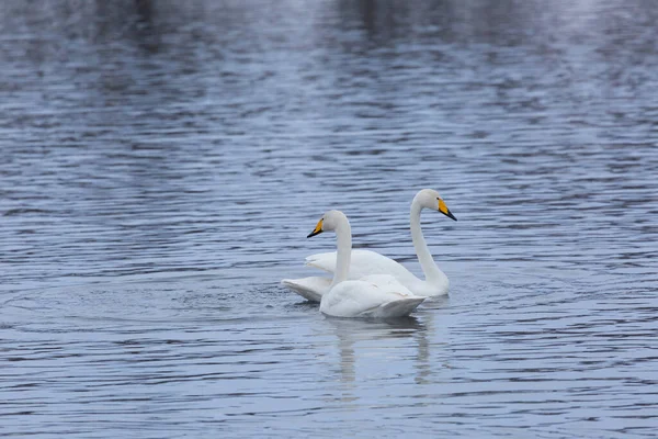 Two swans are preparing for a fight
