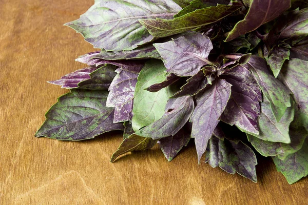 Basilico viola e verde — Foto Stock