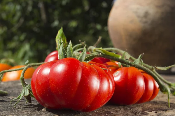 Tomatoes and old clay jug — Stock Photo, Image