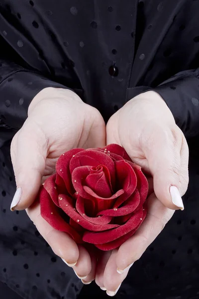 Červená růže v ženských rukou — Stock fotografie