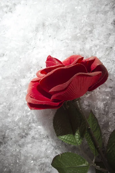 红玫瑰洁白的雪地上 — 图库照片